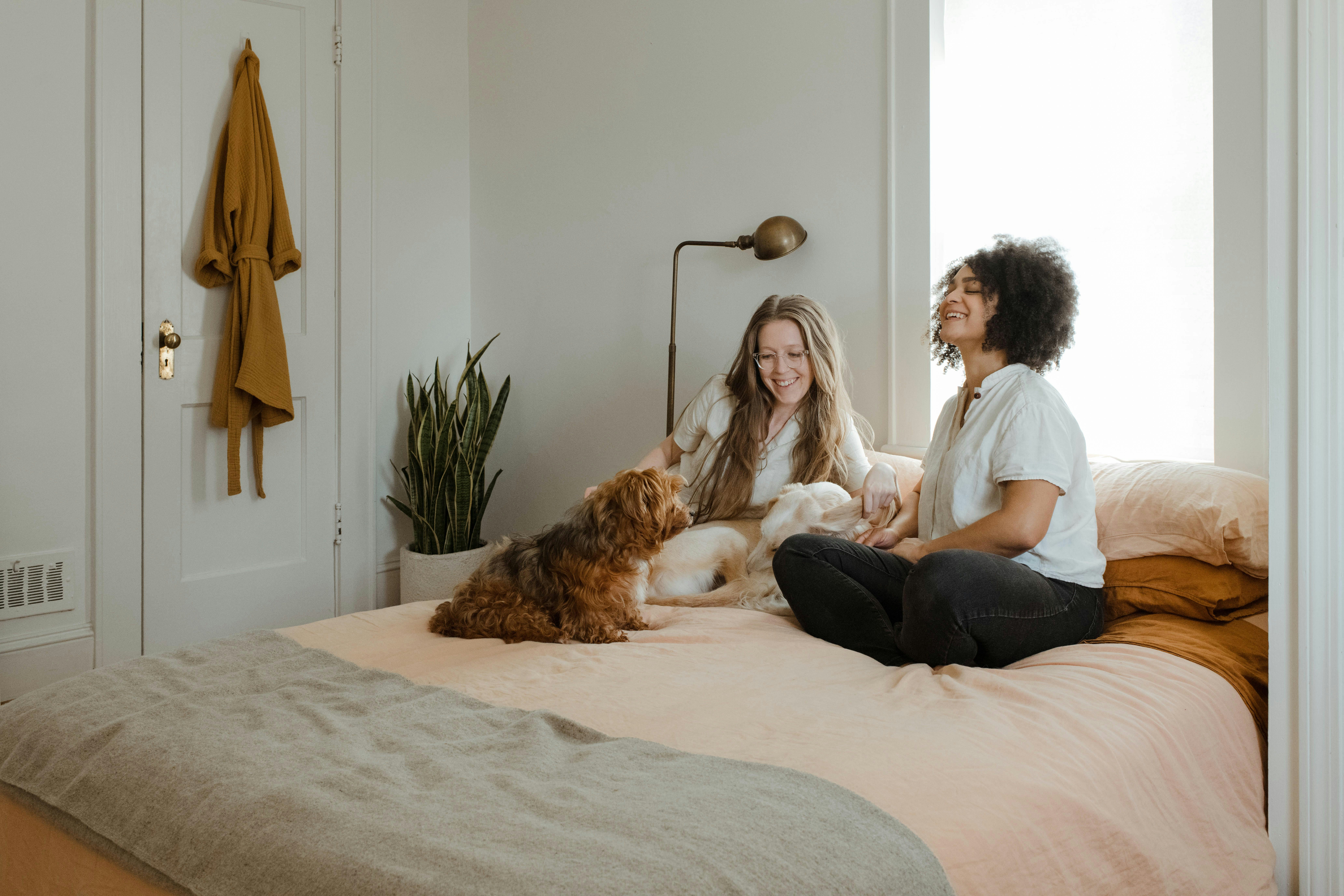 pet corner application seconde main
